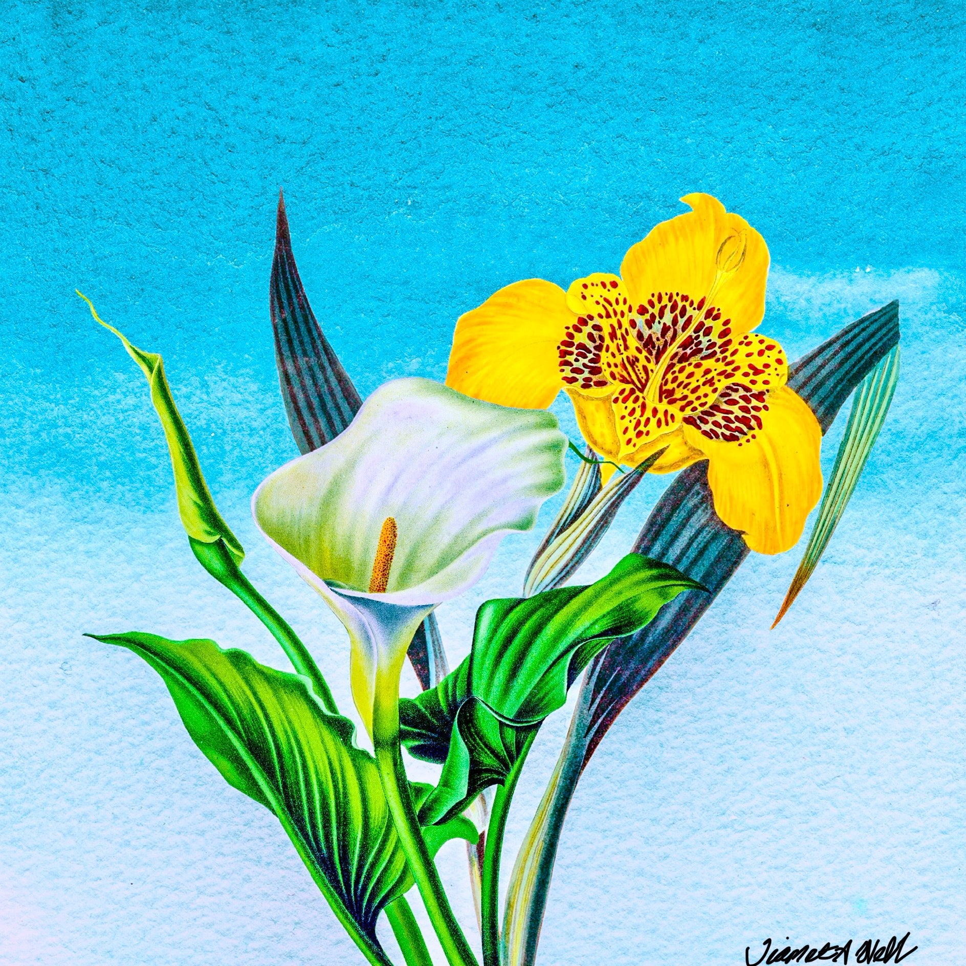 SUN-KISSED CALLA LILY