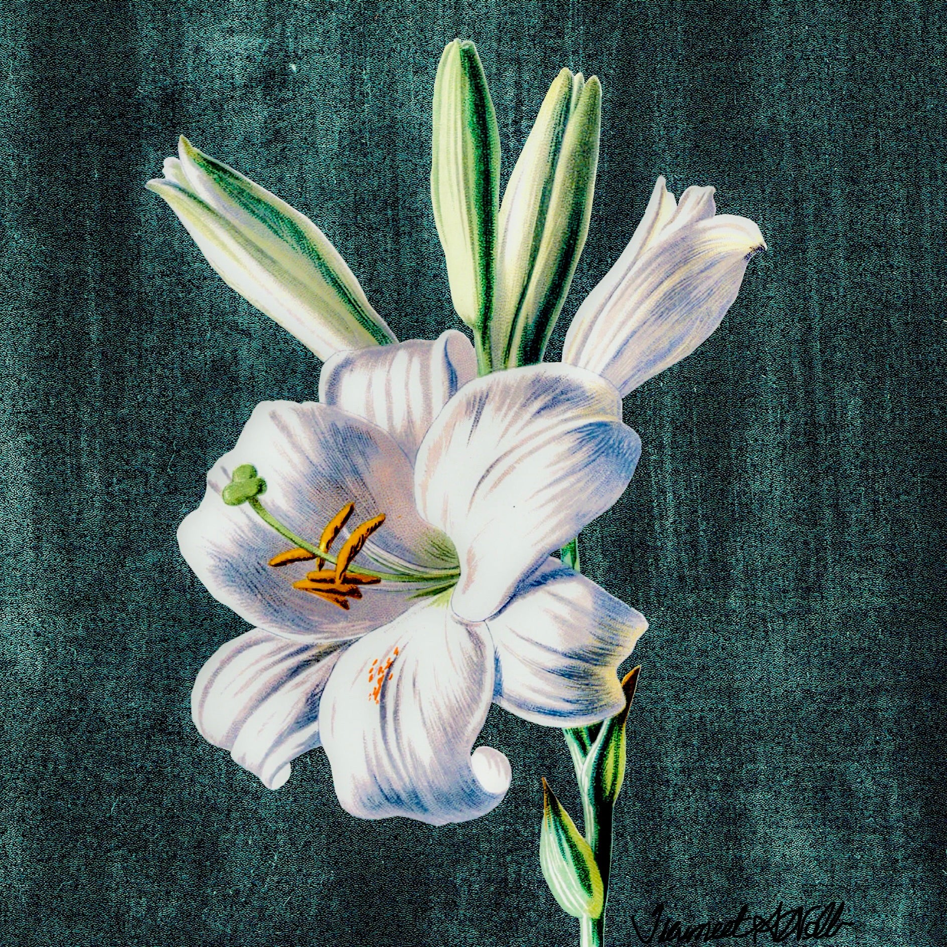ELEGANT WHITE LILY